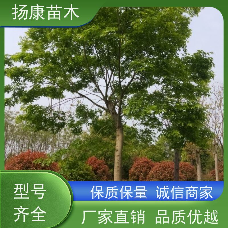 60公分丛生朴树 扬康苗木 抗风抗烟滞尘 容易存活 生长速度快 观赏风景