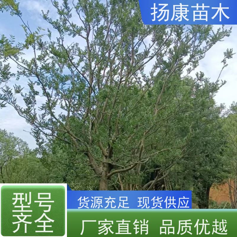90公分丛生朴树 扬康苗木 冠幅5米 高度6米 耐寒 易成活