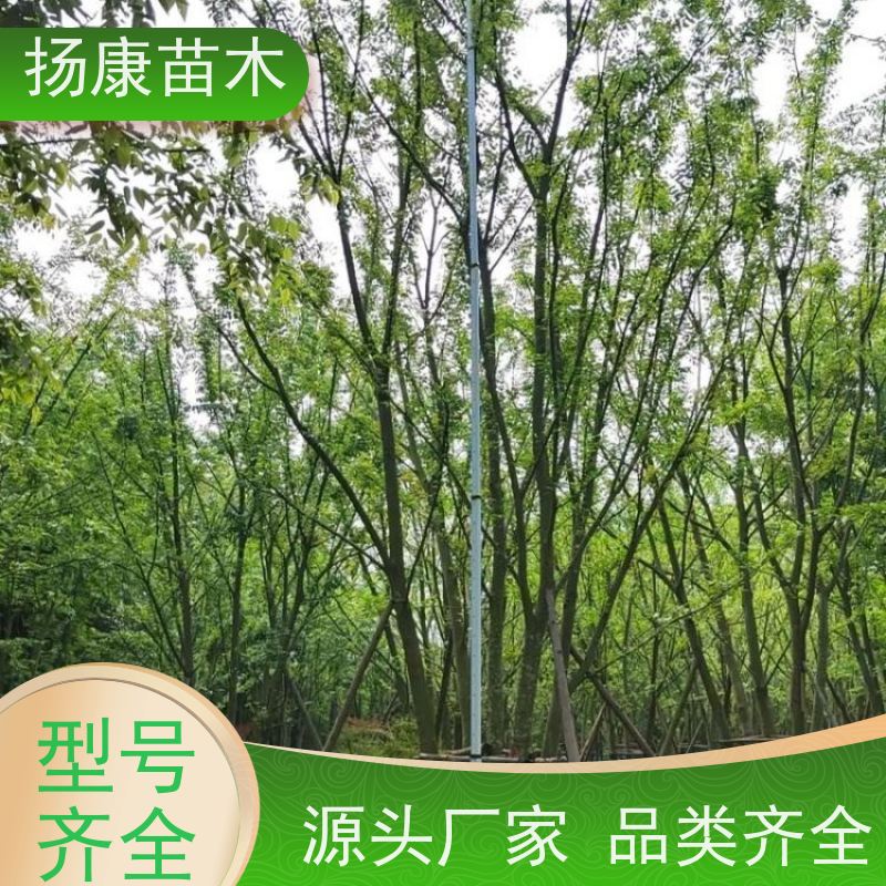 丛生朴树5米 扬康苗木 公园道路风景树行道树 现挖现卖