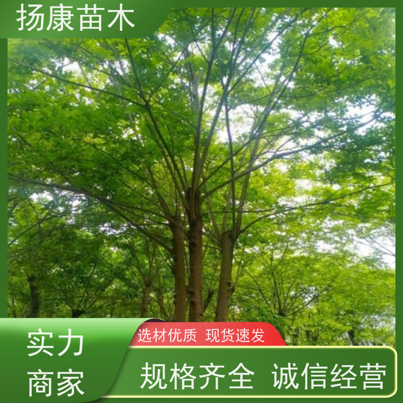精品丛生朴树 扬康苗木 大型乔木种植基地 工程行道树 存活率高
