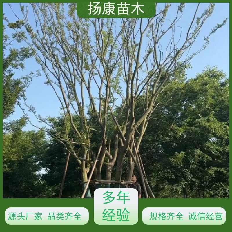 30公分丛生朴树 扬康苗木 各规格齐全 景区园林绿化工程行道树
