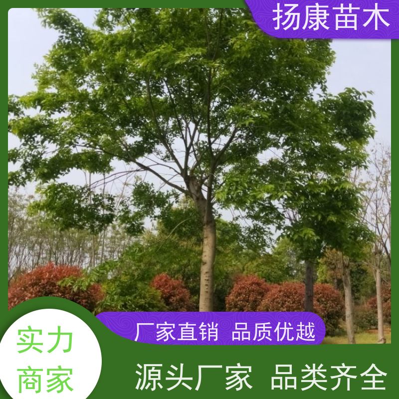 丛生朴树5米 扬康苗木 树形优美 多分支 枝叶茂盛
