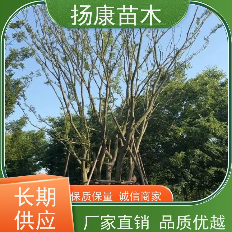 丛生朴树8米 扬康苗木 公园行道庭荫树 园林工厂矿区绿化树种