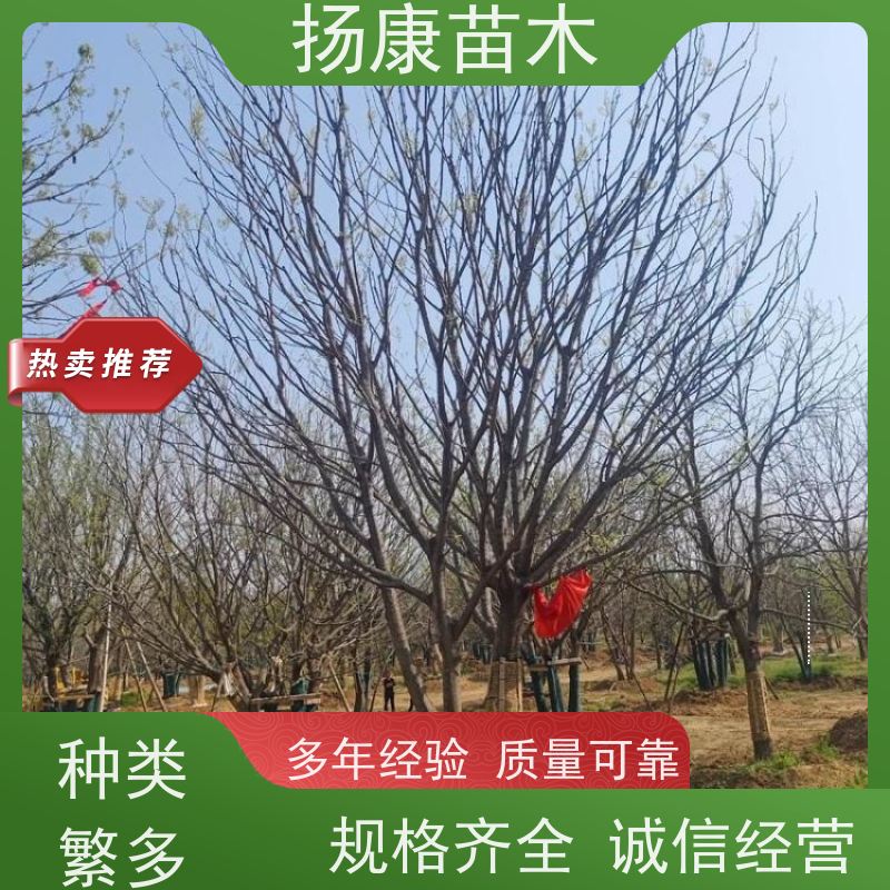 独杆丛生朴树 扬康苗木 公园行道庭荫树 园林工厂矿区绿化树种