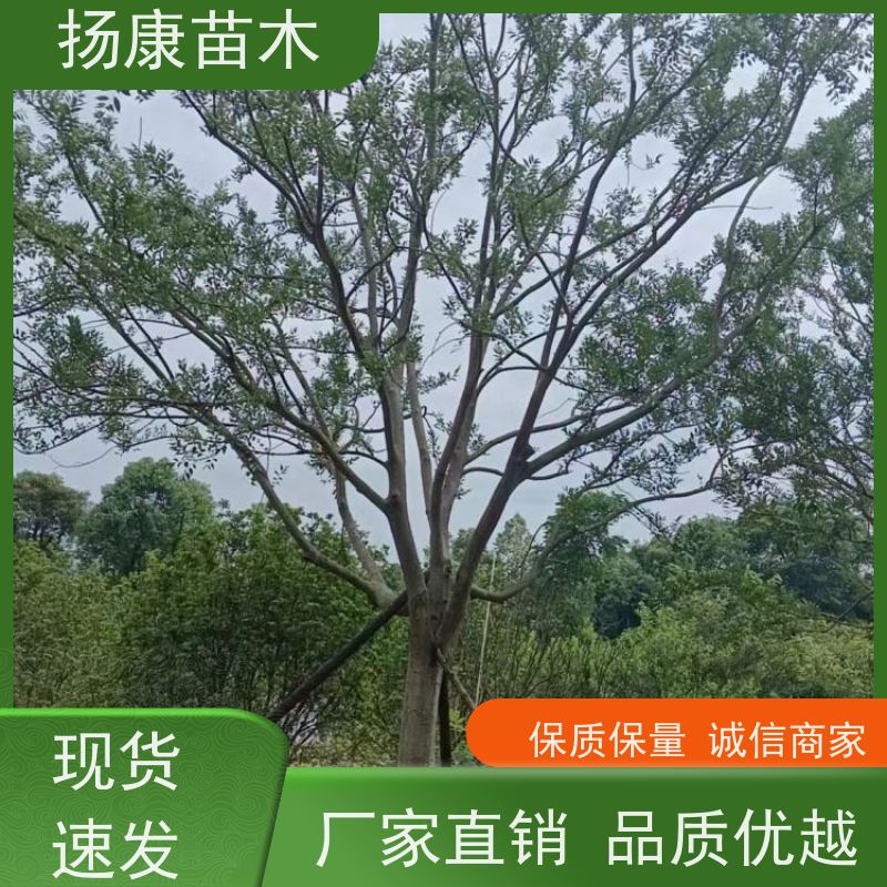 12公分丛生朴树 扬康苗木 大型乔木种植基地 工程行道树 存活率高