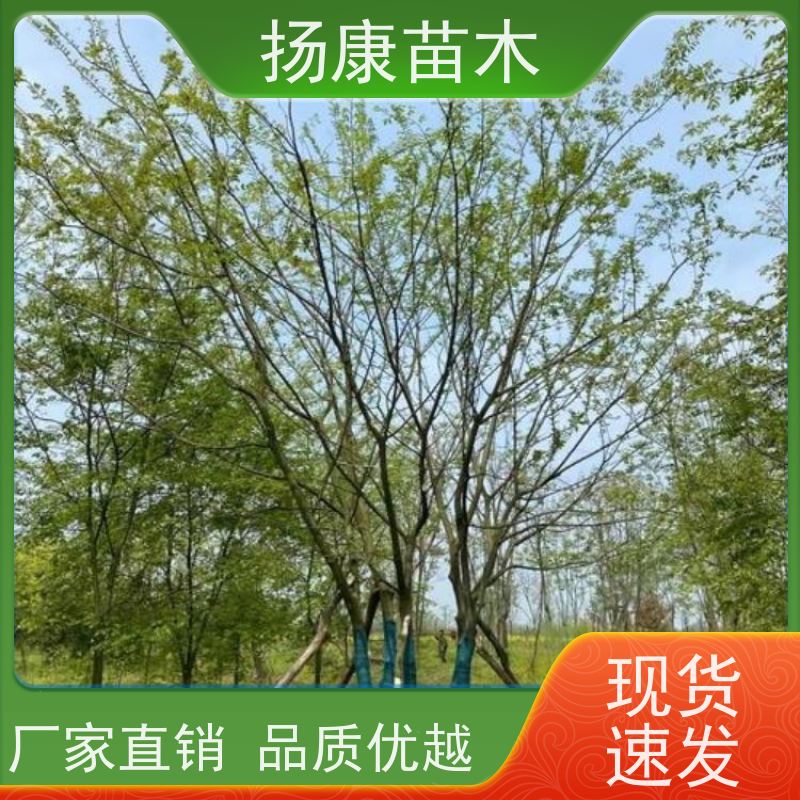 60公分丛生朴树 扬康苗木 自产自销 基地批量供应