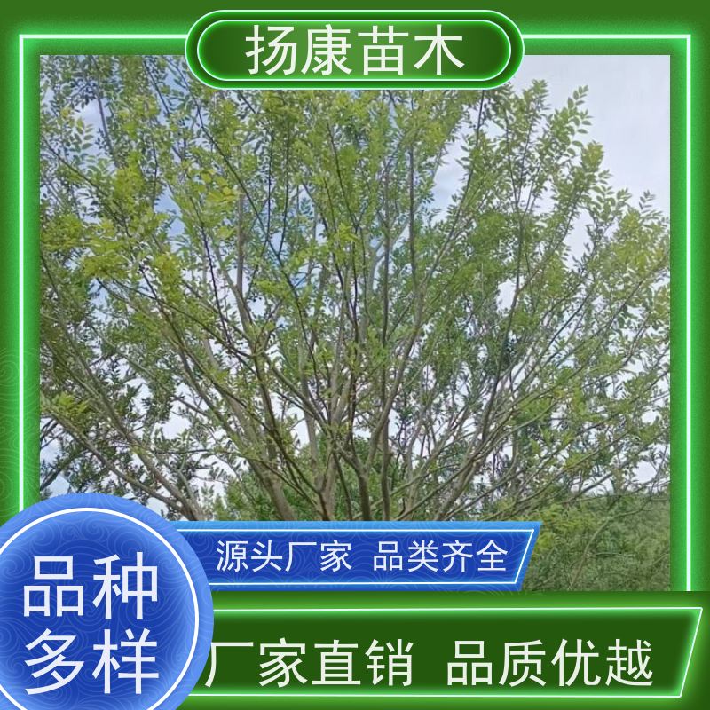 8米丛生朴树 扬康苗木 抗风抗烟滞尘 容易存活 生长速度快 观赏风景