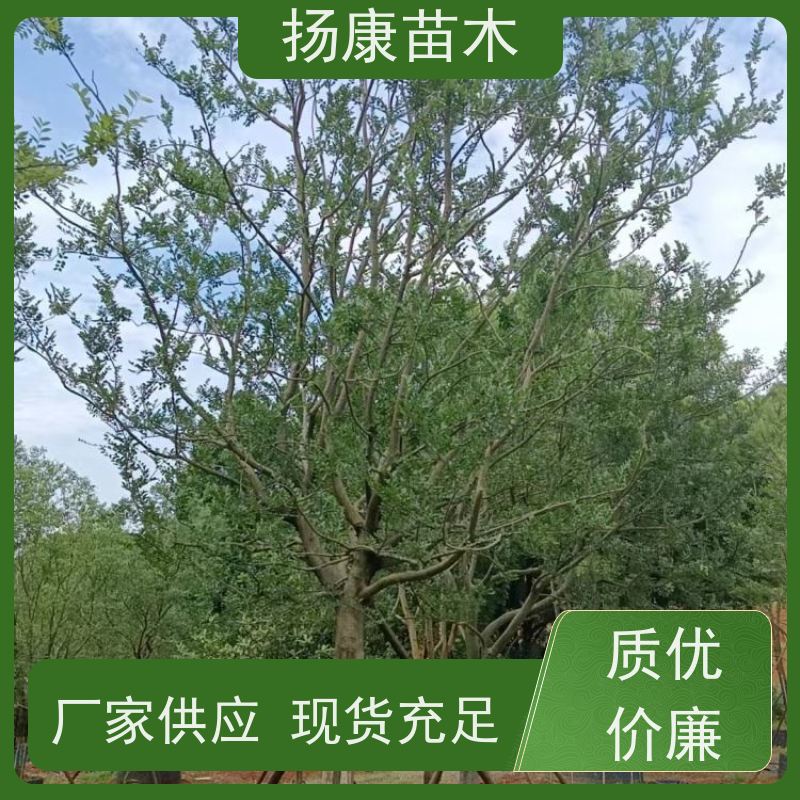 7米丛生朴树 扬康苗木 大小规格齐全 公园广场造型绿化树 易栽培