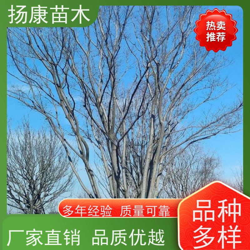 8米丛生朴树 扬康苗木 对土壤要求不严 有一定耐干旱能力 带土球发货