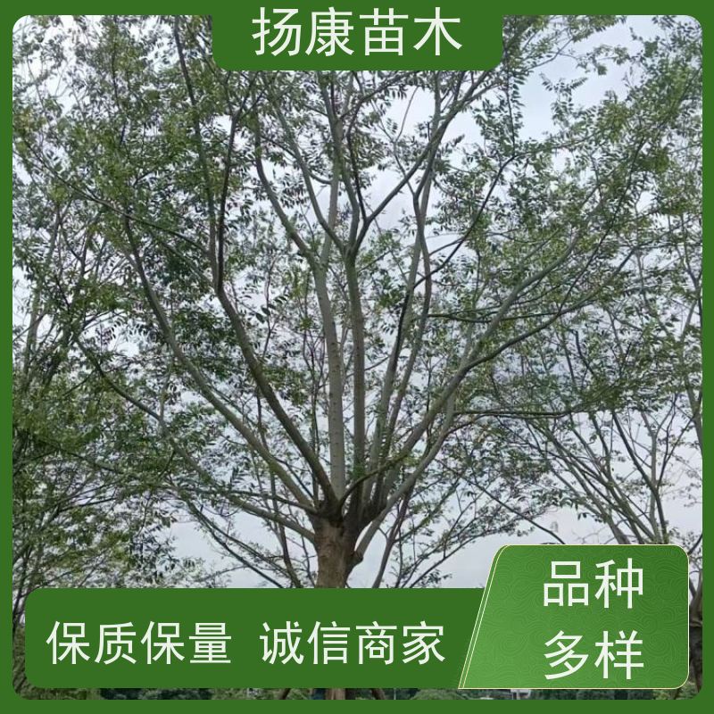 80公分丛生朴树 扬康苗木 园林景观工程用 自然树冠造型美