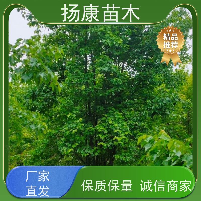 独杆丛生朴树 扬康苗木 抗风抗烟滞尘 容易存活 生长速度快 观赏风景
