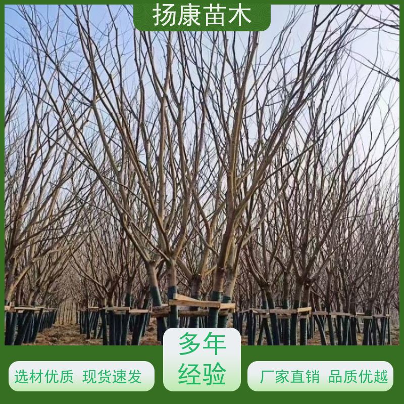 丛生朴树7米 扬康苗木 抗风抗烟滞尘 容易存活 生长速度快