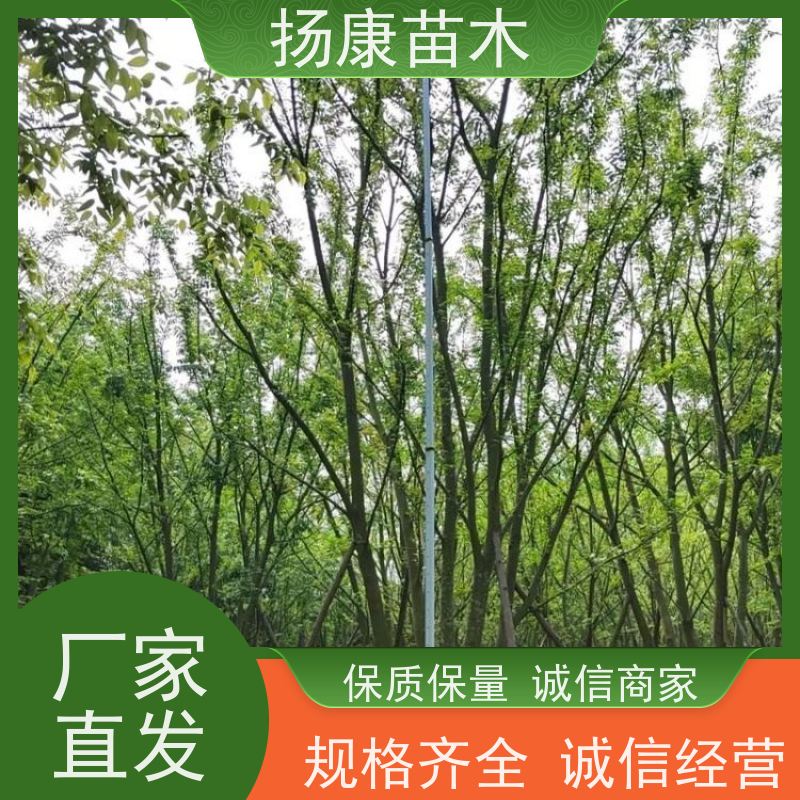 丛生朴树5米 扬康苗木 对土壤要求不严 有一定耐干旱能力 带土球发货