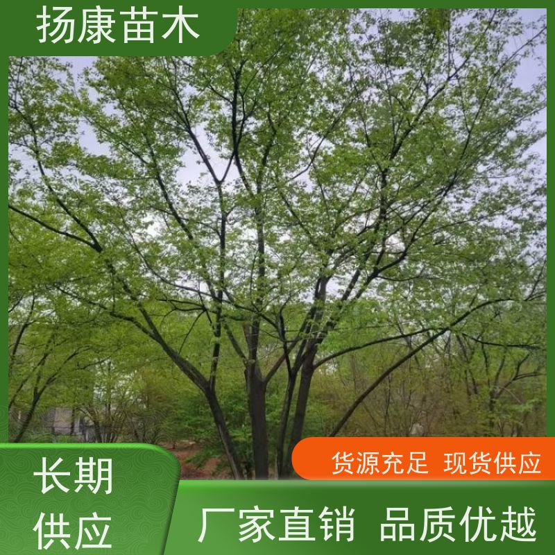 15公分丛生朴树 扬康苗木 大小规格齐全 公园广场造型绿化树 易栽培