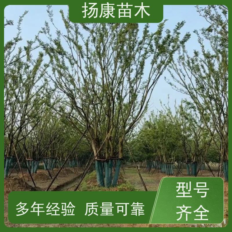 丛生朴树6米 扬康苗木 适温暖湿润气候 适生于肥沃平坦之地 基地发货