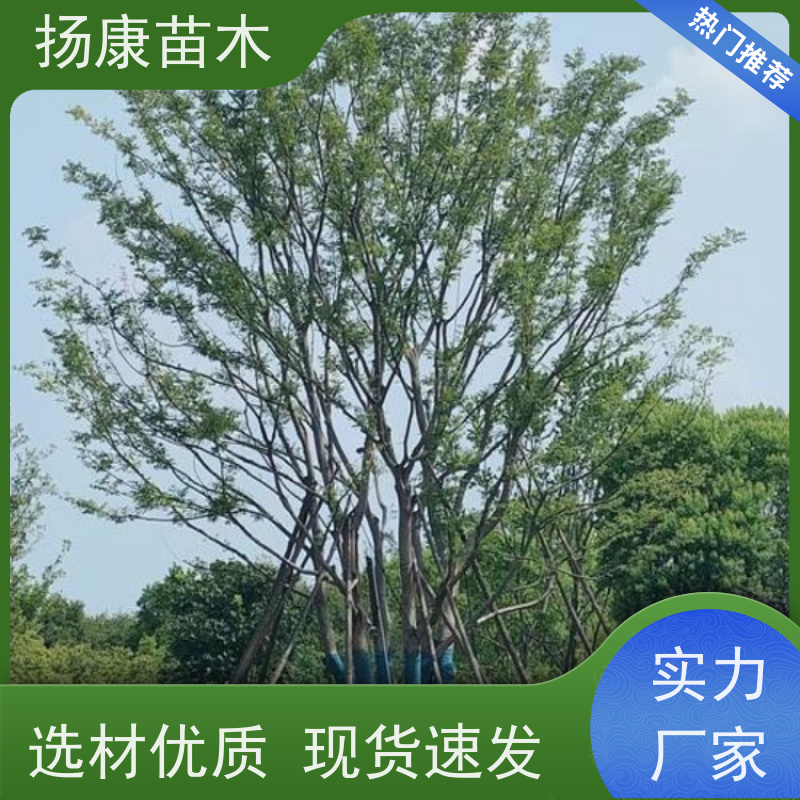 丛生朴树9米 扬康苗木 树形饱满 露天栽培 公园行道庭荫树