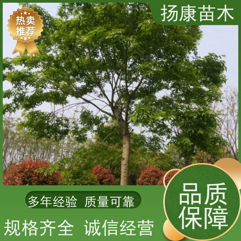 多分枝丛生朴树 扬康苗木 各规格齐全 景区园林绿化工程行道树