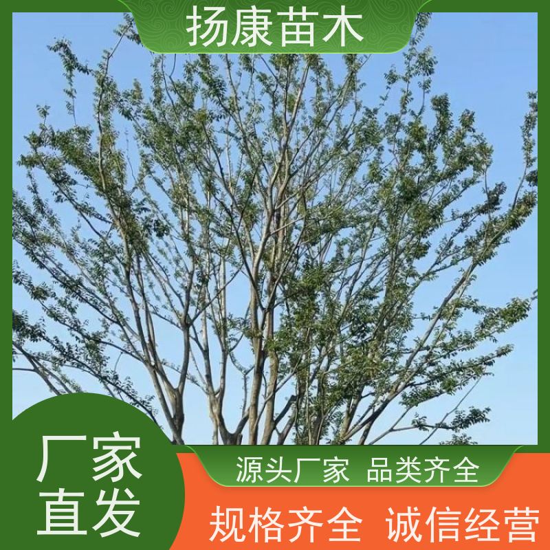 15公分丛生朴树 扬康苗木 庭院植物观赏树大型绿化树 适应能力强