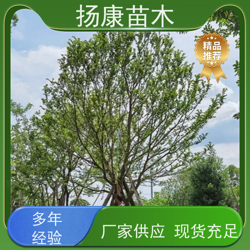 精品丛生朴树 扬康苗木 耐寒适应力较强适合公园庭院街道公路荫树