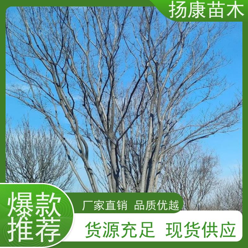 丛生朴树 扬康苗木 冠幅5米 高度6米 耐寒 易成活