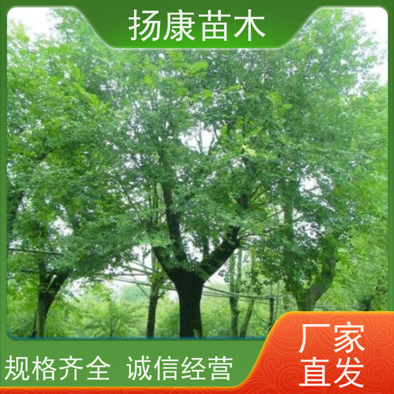 6米丛生朴树 扬康苗木 露地 观形 主干高2.8m 风景树