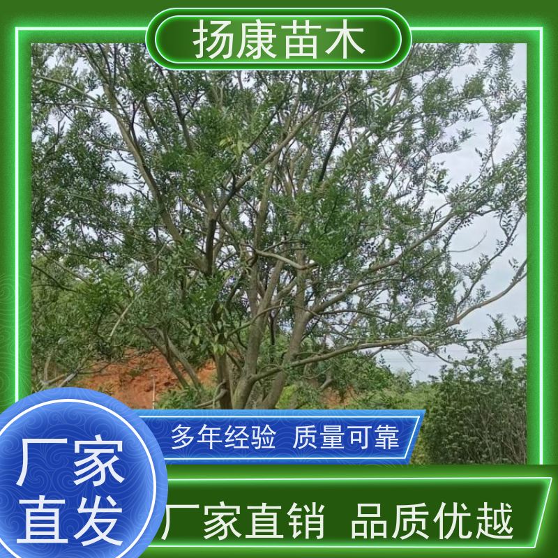 多分枝丛生朴树 扬康苗木 耐寒适应力较强适合公园庭院街道公路荫树