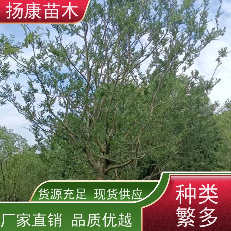 丛生朴树6米 扬康苗木 城市绿化工程行道树 现挖现发 基地直售