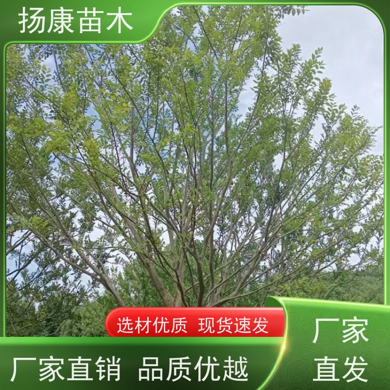 10公分丛生朴树 扬康苗木 叶色鲜艳 街道造型装饰树 自产自销