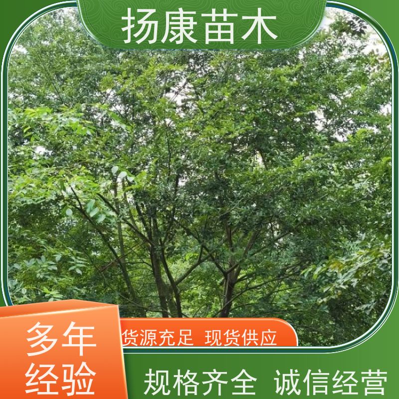独杆丛生朴树 扬康苗木 庭院小区庭荫树 规格齐全 树形优美