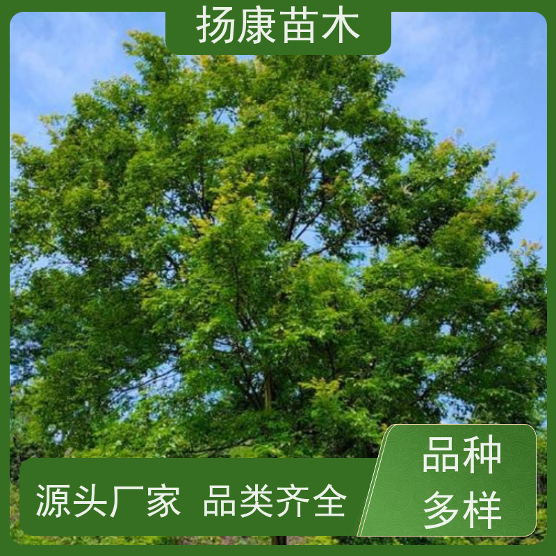 丛生朴树7米 扬康苗木 景区园林绿化工程树 行道树 源头厂家