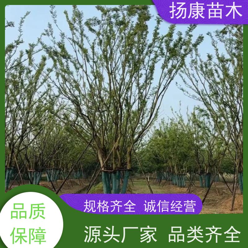 7米丛生朴树 扬康苗木 露地 观形 主干高2.8m 风景树