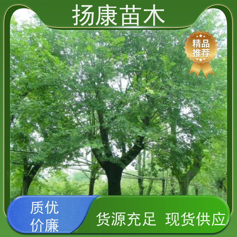 丛生朴树6米 扬康苗木 大型乔木种植基地 工程行道树 存活率高