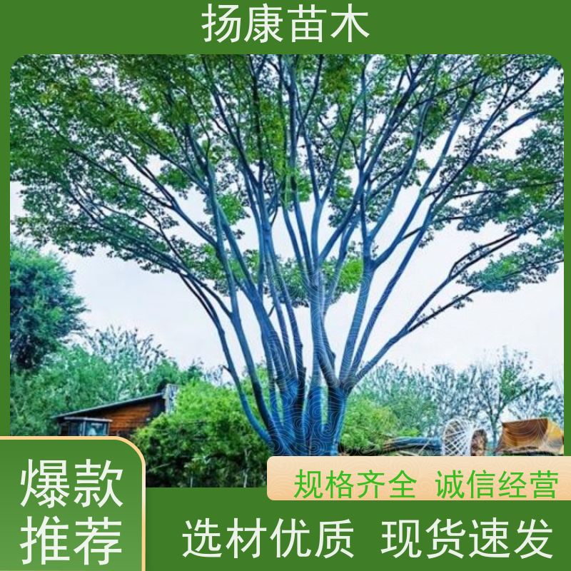 精品丛生朴树 扬康苗木 公园道路风景树行道树 现挖现卖