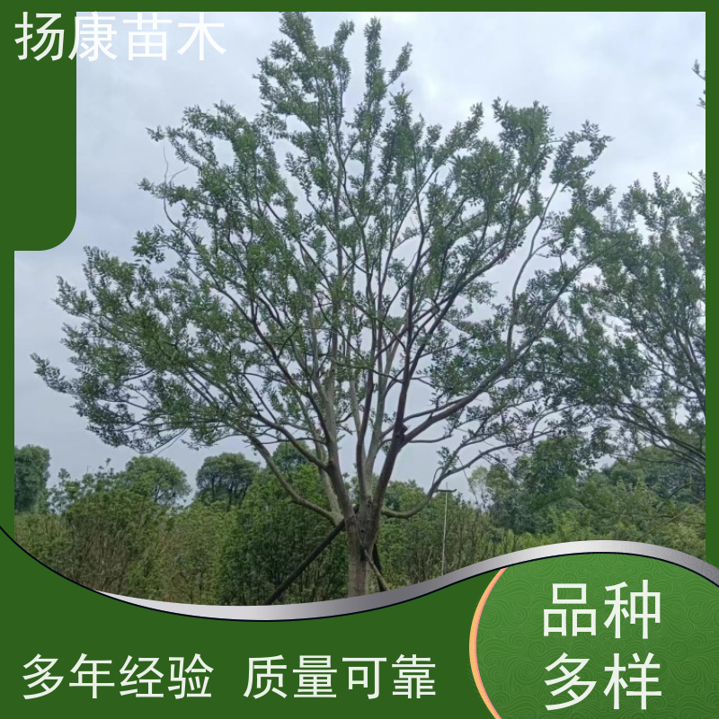 5米丛生朴树 扬康苗木 大型乔木种植基地 工程行道树 存活率高