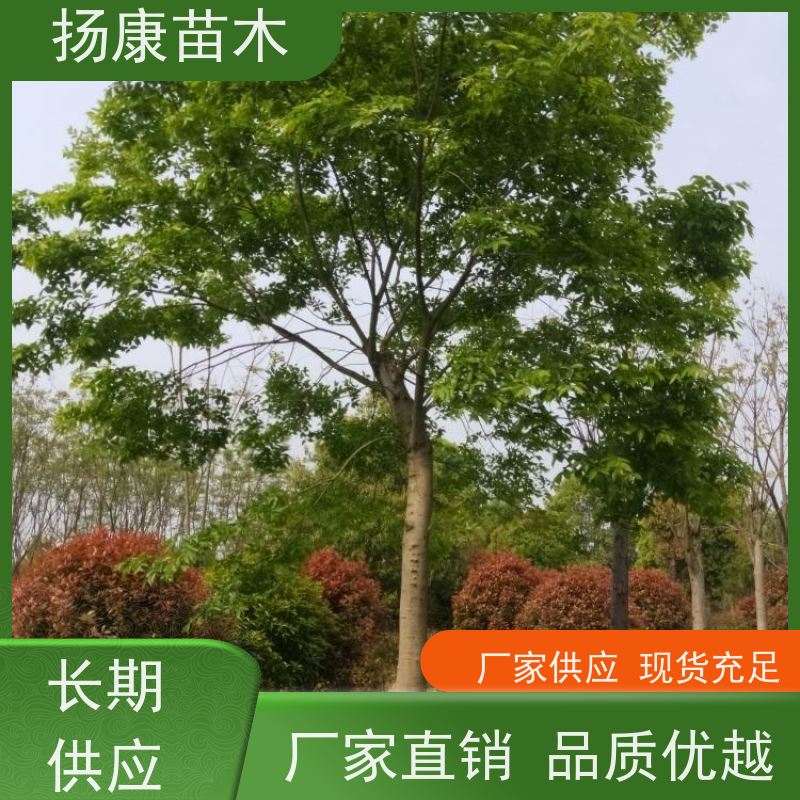 18公分丛生朴树 扬康苗木 冠幅5米 高度6米 耐寒 易成活