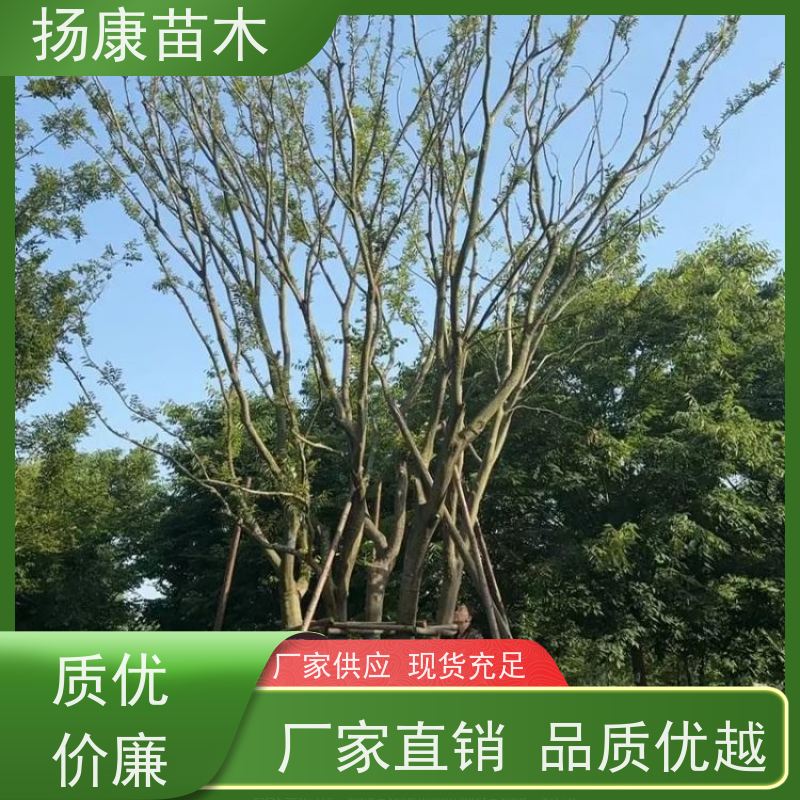7米丛生朴树 扬康苗木 抗风抗烟滞尘 容易存活 生长速度快 观赏风景