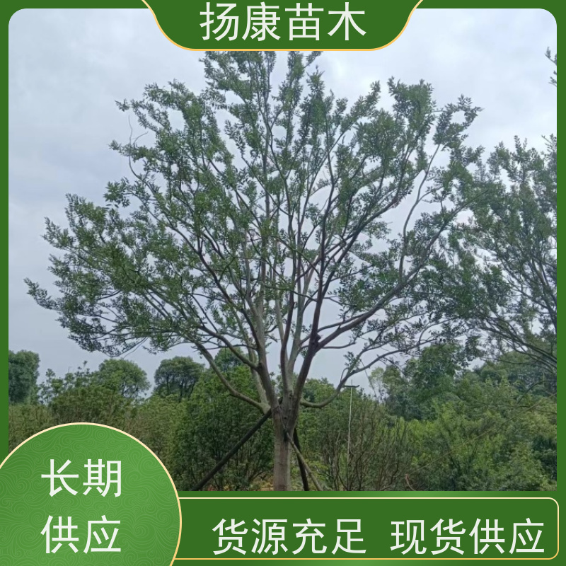 丛生朴树5米 扬康苗木 大型乔木种植基地 工程行道树 存活率高