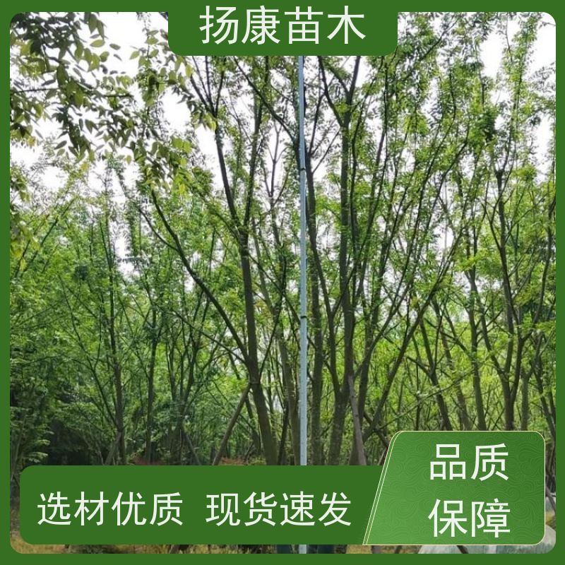 15公分丛生朴树 扬康苗木 叶色鲜艳 街道造型装饰树 自产自销