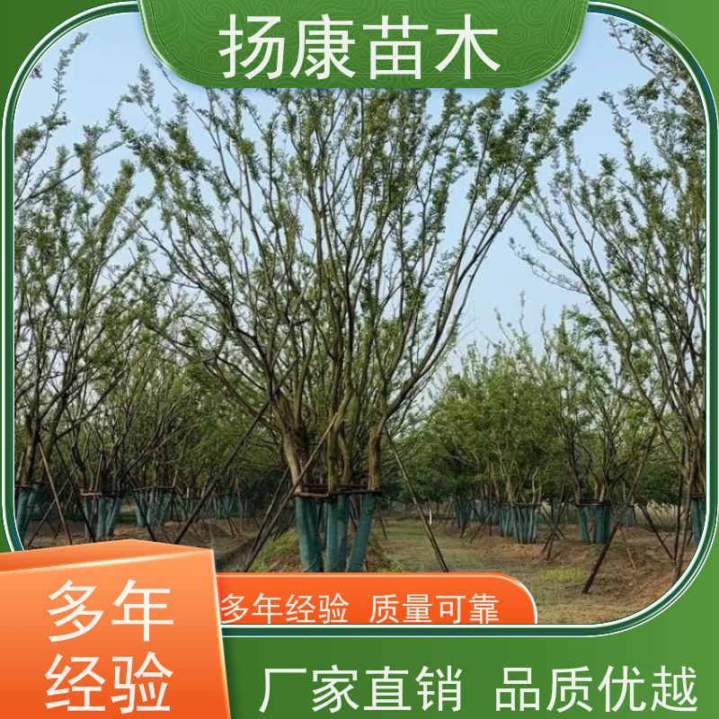 30公分丛生朴树 扬康苗木 园林景观工程用 自然树冠造型美