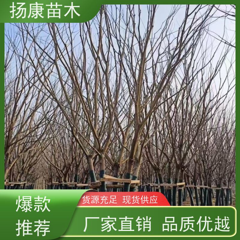 8米丛生朴树 扬康苗木 叶色鲜艳 街道造型装饰树 自产自销