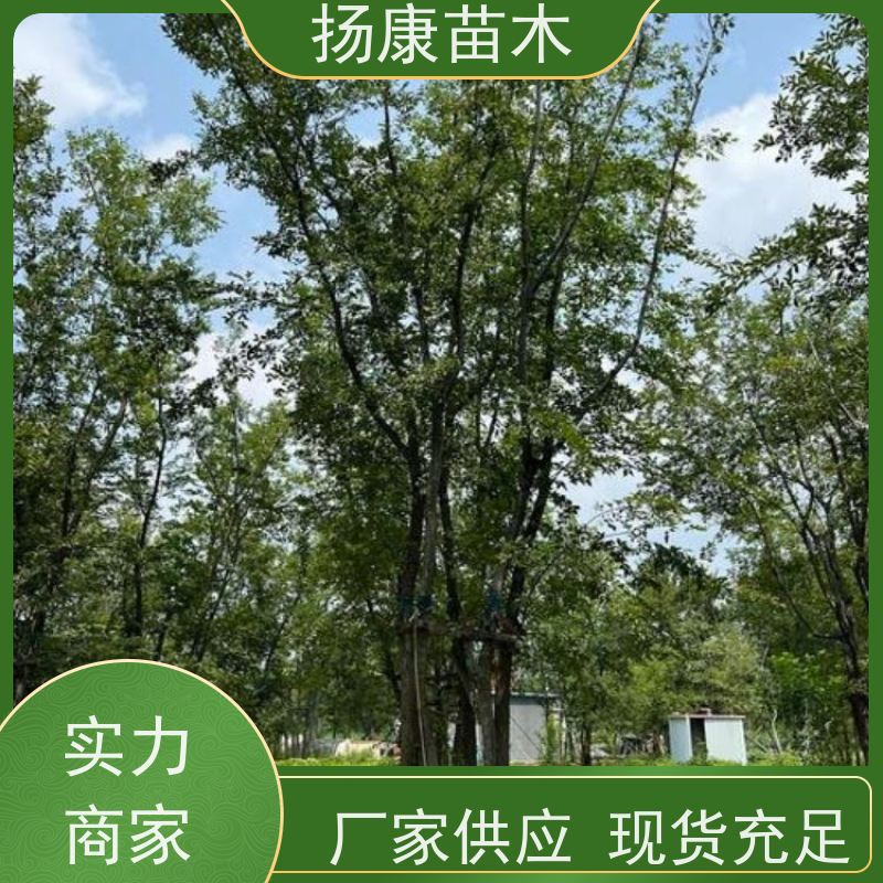 5米丛生朴树 扬康苗木 耐寒适应力较强适合公园庭院街道公路荫树