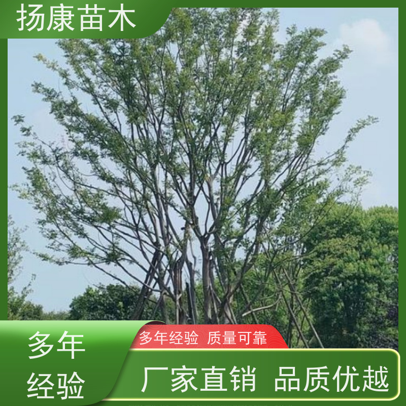 7米丛生朴树 扬康苗木 抗风抗烟滞尘 容易存活 生长速度快