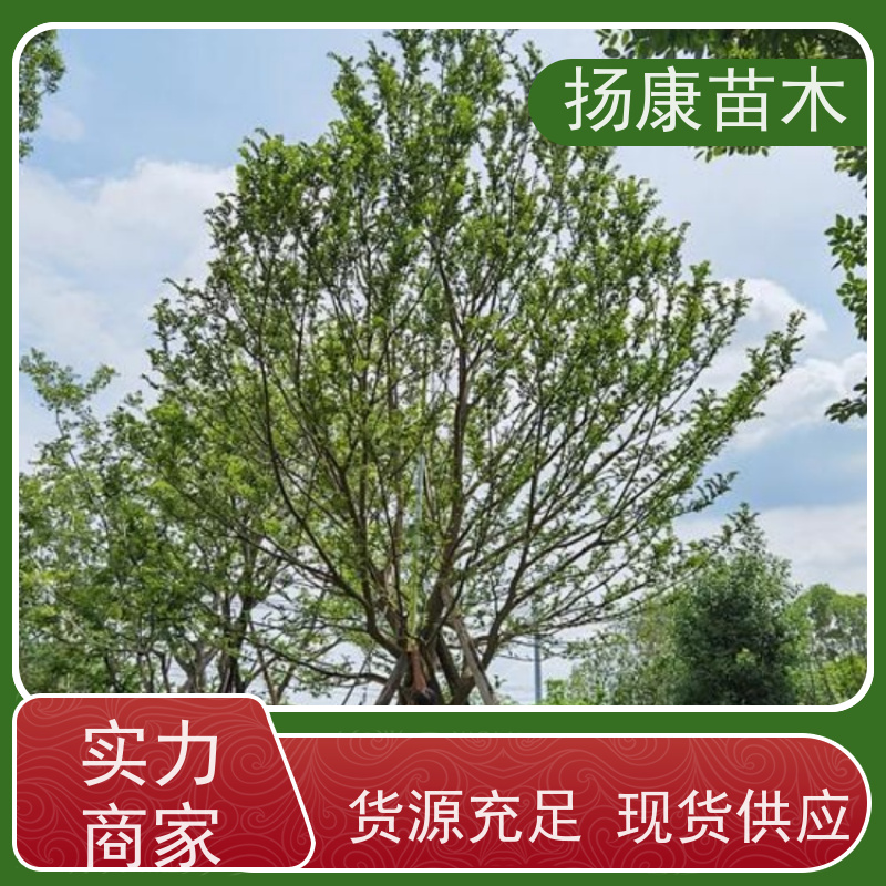 丛生朴树6米 扬康苗木 抗风抗烟滞尘 容易存活 生长速度快 观赏风景