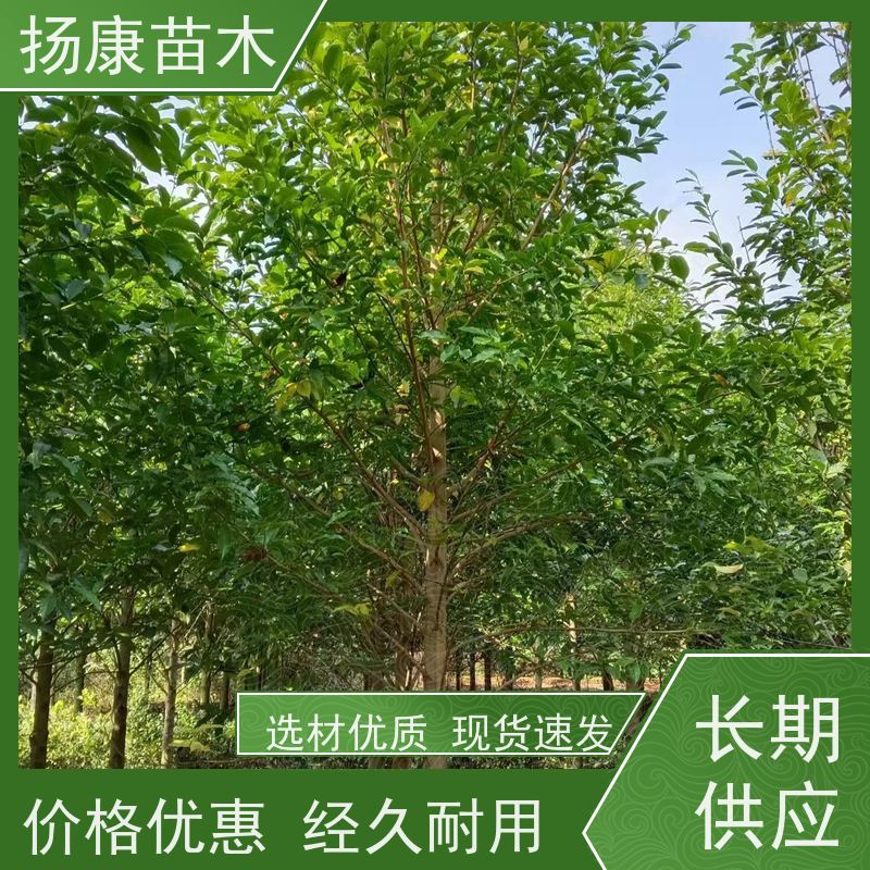 20公分乐昌含笑 竖形常绿灌木绿植适用于园林绿化 种类齐全