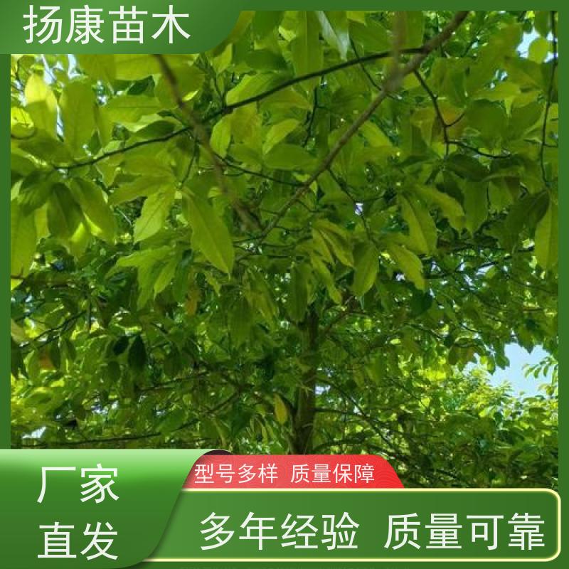 9公分乐昌含笑 园林景区栽植 精致美丽 高成活率