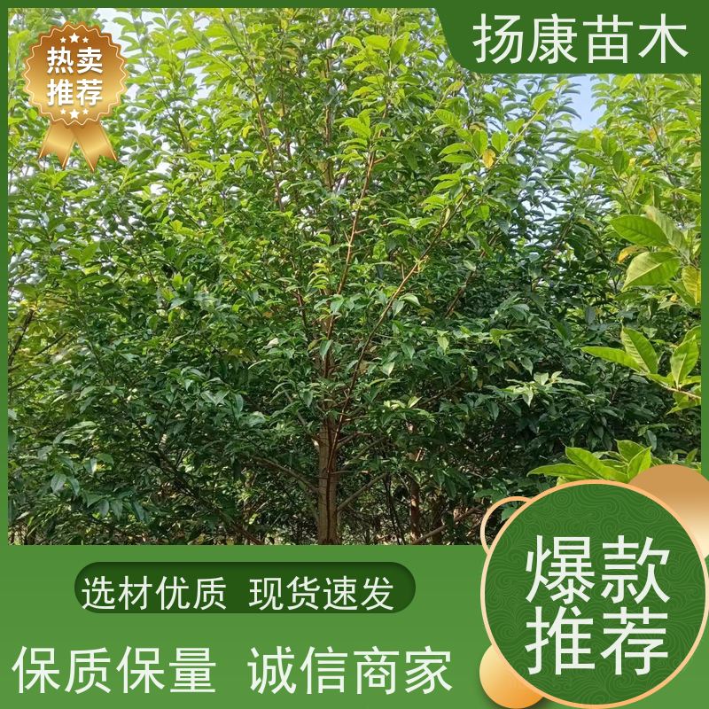 16公分乐昌含笑 行道树系列树种养护 培育基地