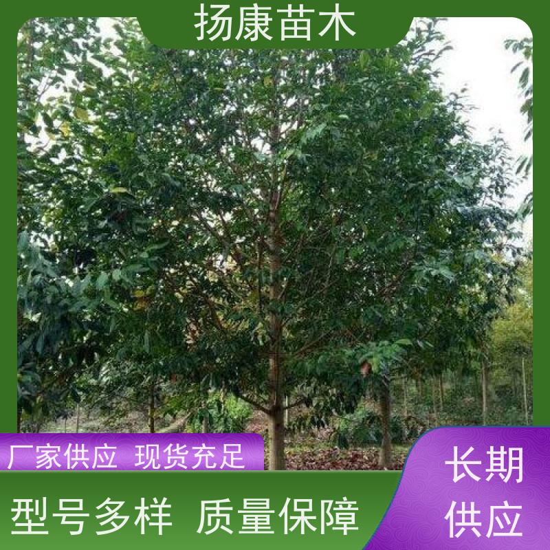 乐昌含笑 园林庭院造景植物 适用性强 规格齐全