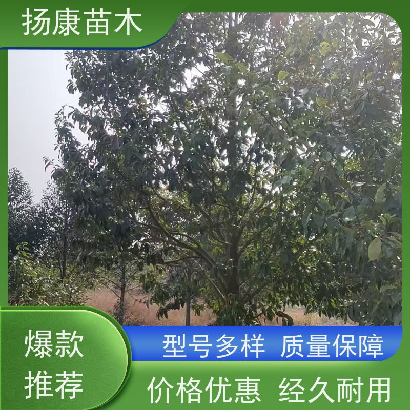 18公分乐昌含笑 园林景区栽植 精致美丽 批发销售