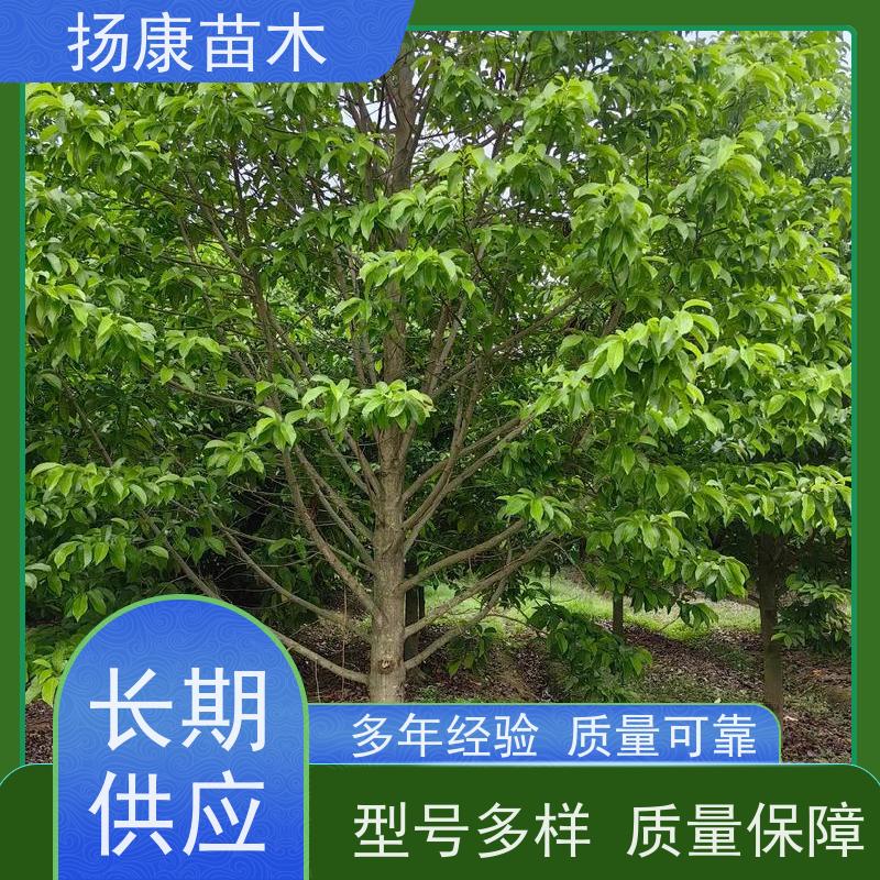 20公分乐昌含笑 树形优美 工厂绿化可用 苗木批发