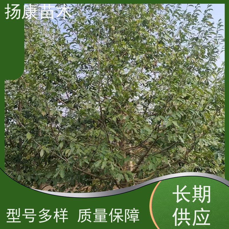 16公分乐昌含笑 行道树系列树种养护 树形优美 优选常绿